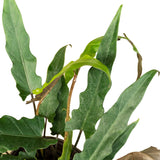Alocasia lauterbachiana in Ø15CM Pot