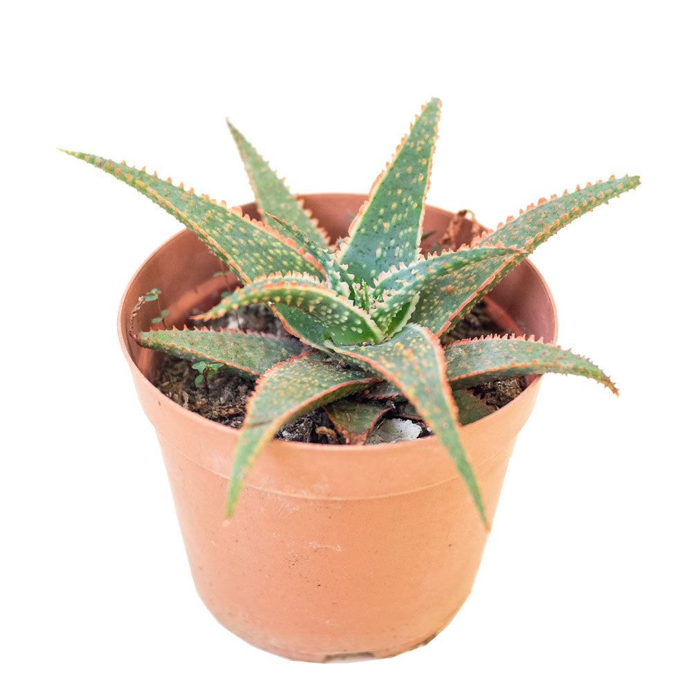 Aloe 'Bright Star' in Ø10CM Pot