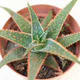 Aloe 'Bright Star' in Ø10CM Pot