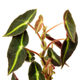 Begonia listada in Ø12CM Pot
